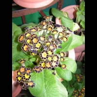 Polyanthus - Gold Laced (1)